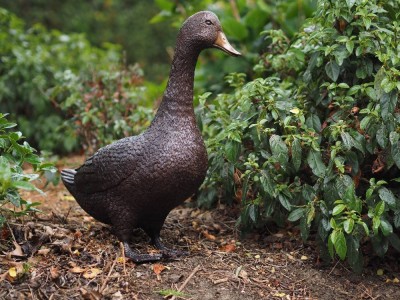 Statue en bronze : Canard debout